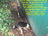 Pups023p.jpg