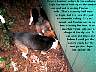 Pups024p.jpg
