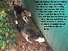 Pups025p.jpg