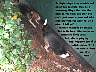 Pups026p.jpg