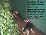 Pups029p.jpg