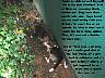 Pups030p.jpg