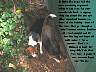 Pups031p.jpg
