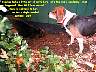 Pups035p.jpg