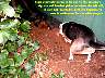 Pups038p.jpg