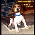 DogLaw01.jpg
