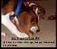 DogLaw04.jpg
