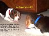 DogLaw09.jpg