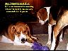 DogLaw11.jpg