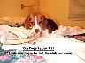 DogLaw12.jpg