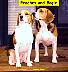 2dogs03b.jpg