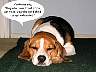 Pup0024p.jpg