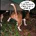 Pup0317b.jpg